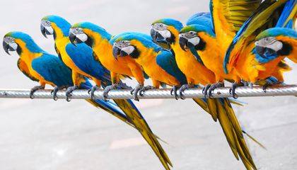 Golden Macaw Parrots